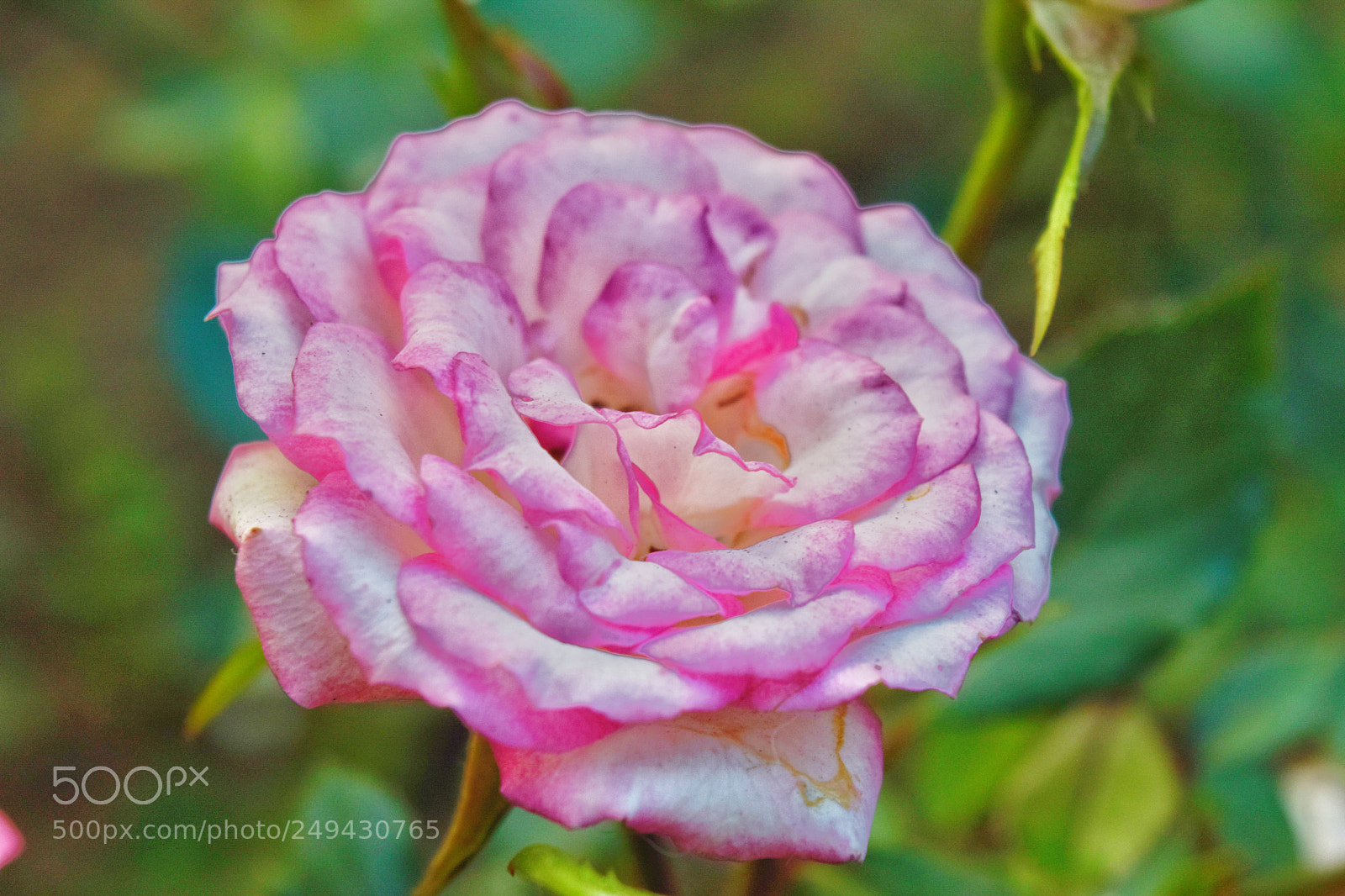 Nikon D3300 sample photo. Untitled photography