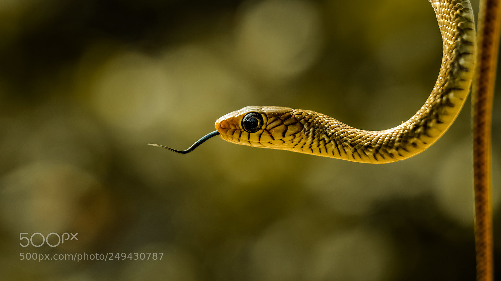 Canon EOS 80D sample photo. Snake photography