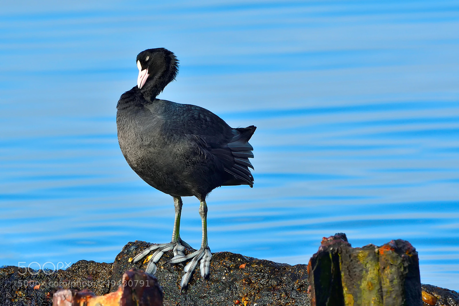 Nikon D500 sample photo. Eurasian coot photography