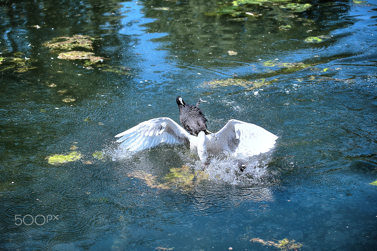 Canon EF 100-400mm F4.5-5.6L IS USM sample photo. Birds fight photography