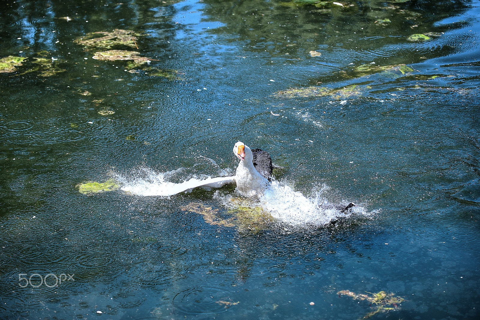 Canon EF 100-400mm F4.5-5.6L IS USM sample photo. Birds fight photography