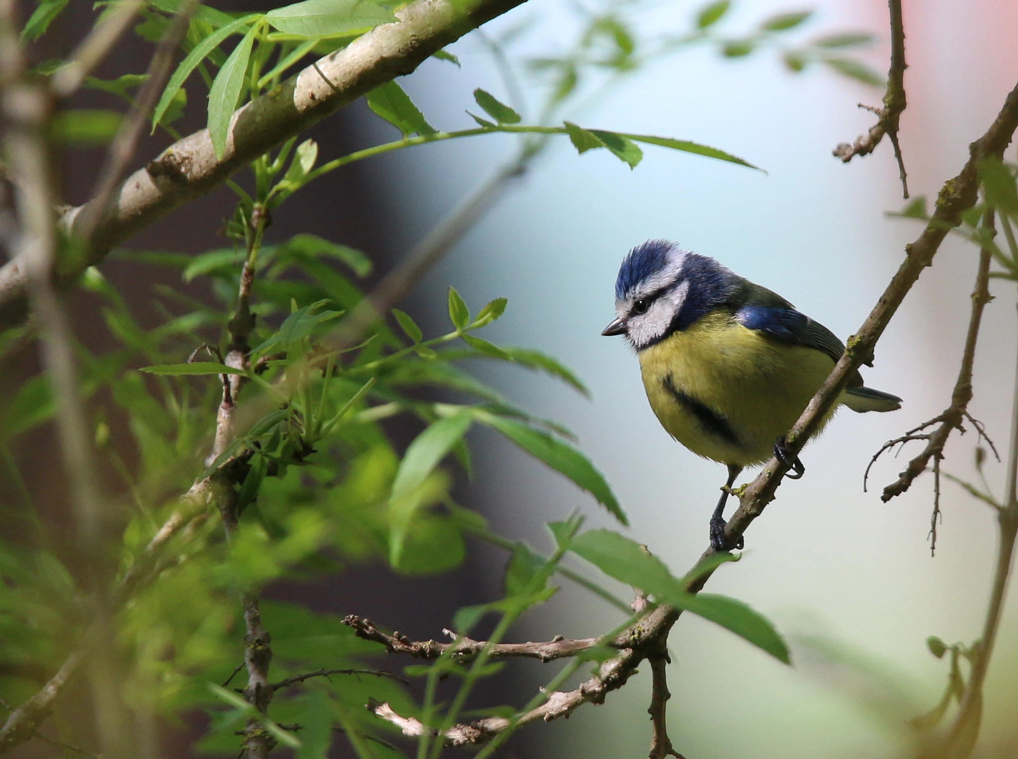 Canon EOS 70D sample photo. Chapim azul (cyanistes caeruleus) cyanistes caeruleus photography