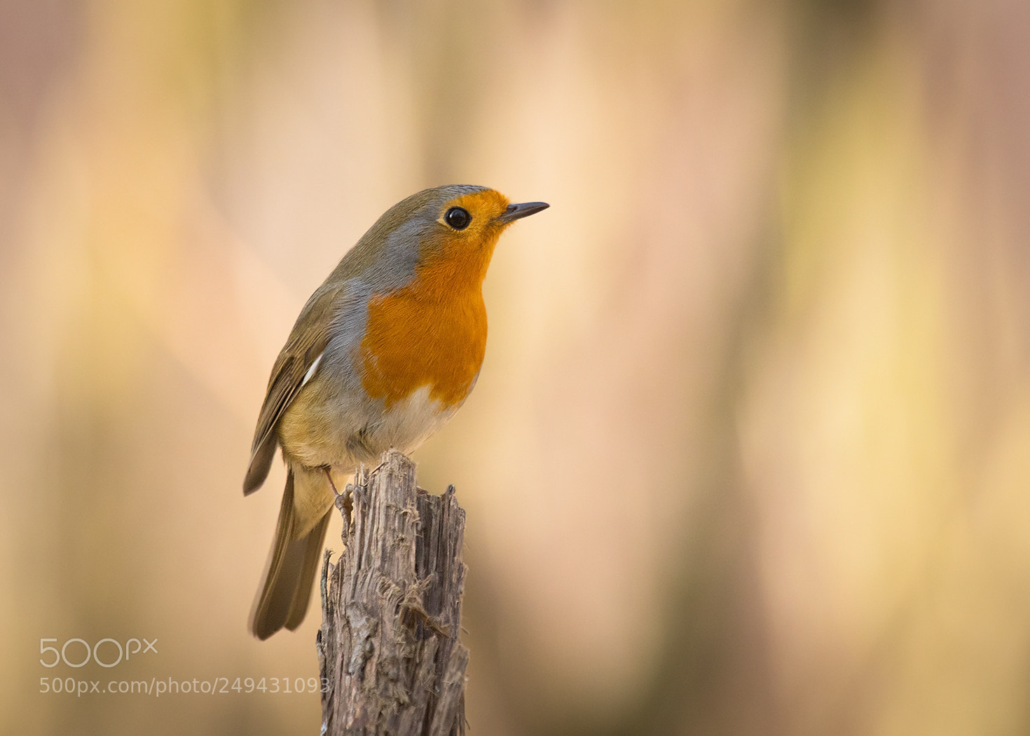Canon EOS 7D Mark II sample photo. Robin photography