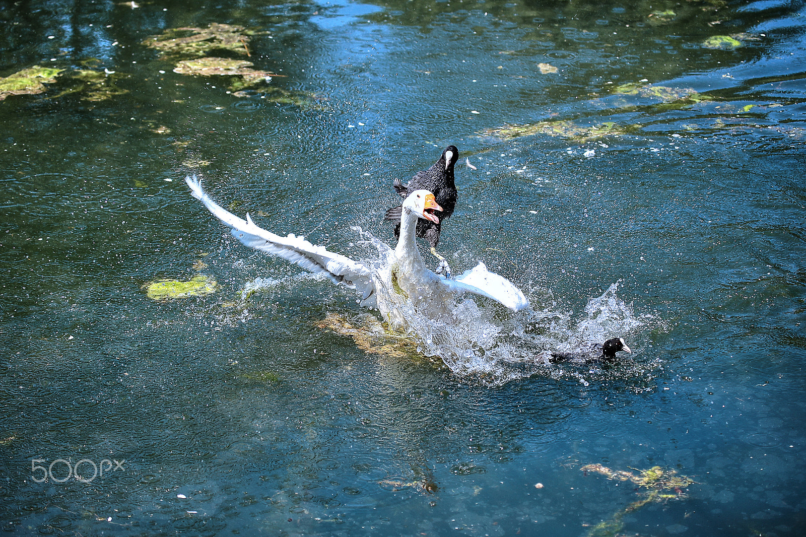Canon EF 100-400mm F4.5-5.6L IS USM sample photo. Birds fight photography