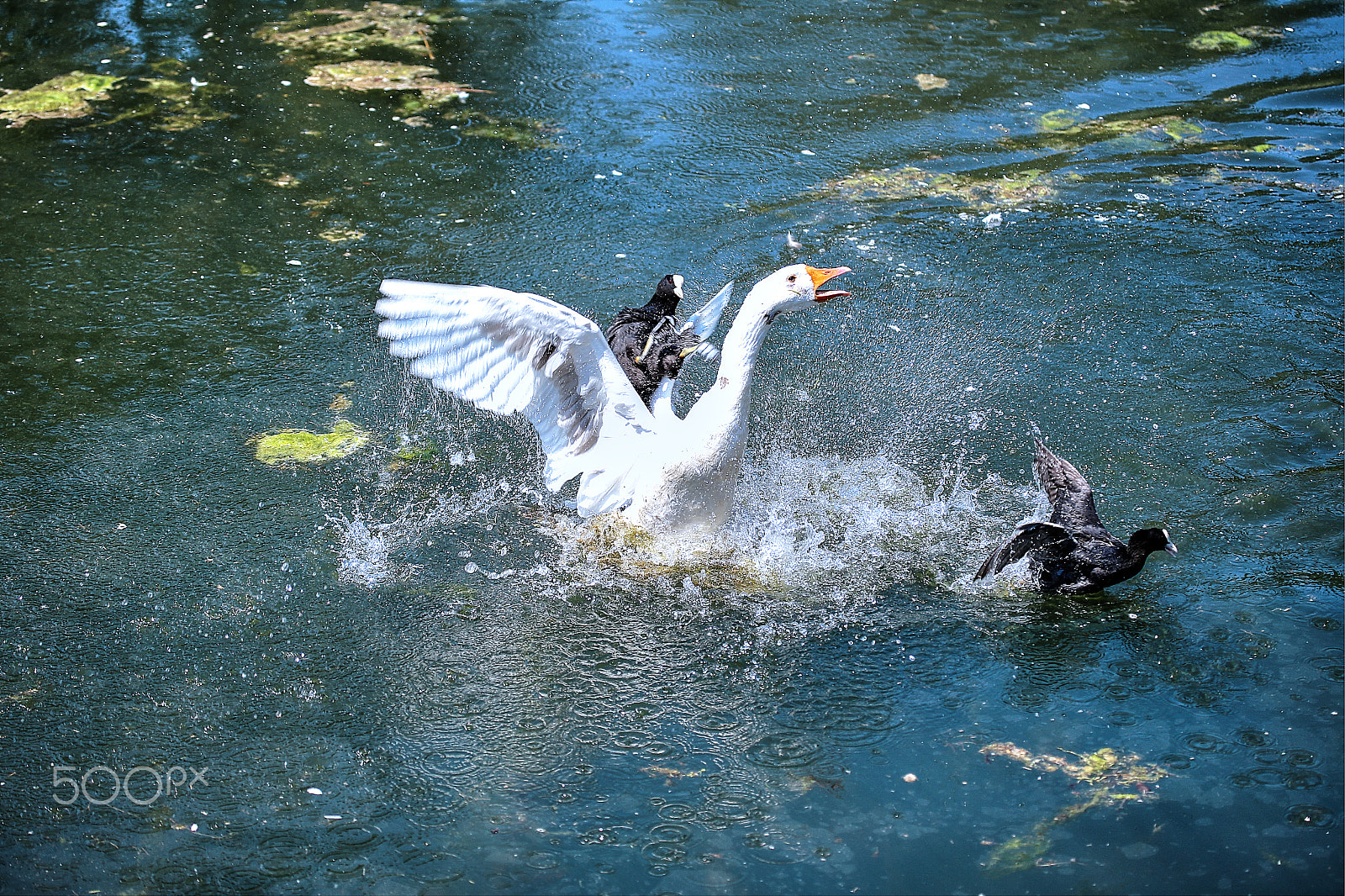 Canon EF 100-400mm F4.5-5.6L IS USM sample photo. Birds fight photography