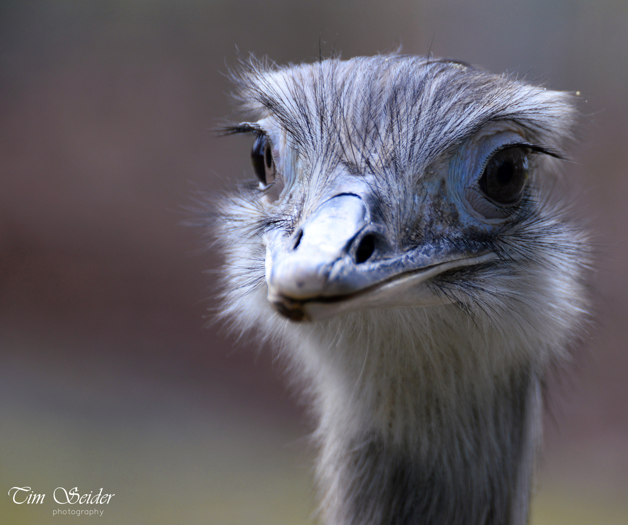 Nikon D610 sample photo. Ostrich portrait photography