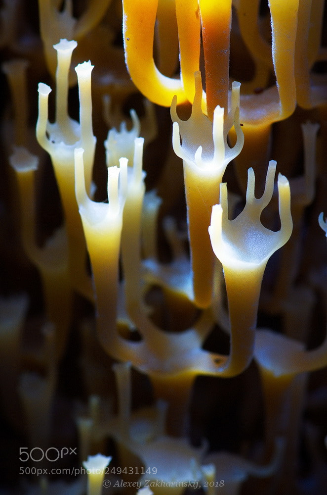 Nikon D200 sample photo. Pillars of babylon crown photography