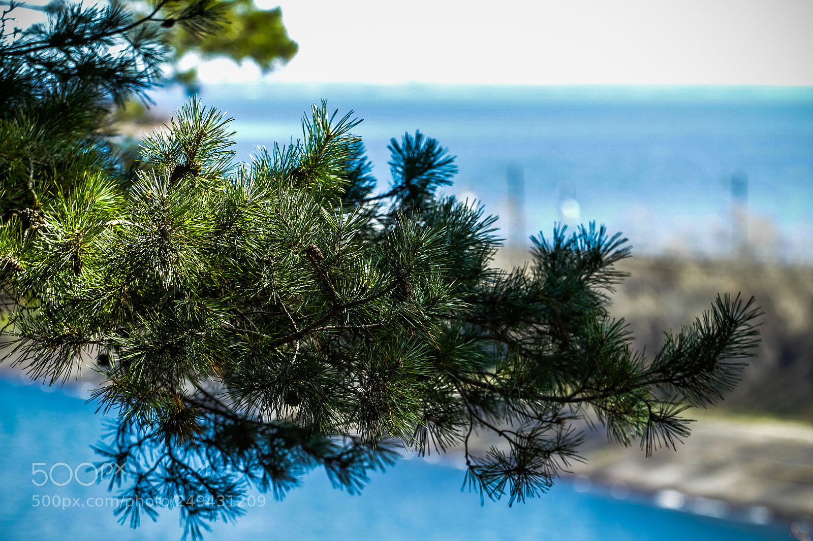 Canon EOS 600D (Rebel EOS T3i / EOS Kiss X5) sample photo. Spring pine photography