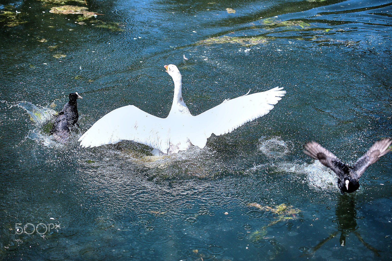 Canon EF 100-400mm F4.5-5.6L IS USM sample photo. Birds fight photography
