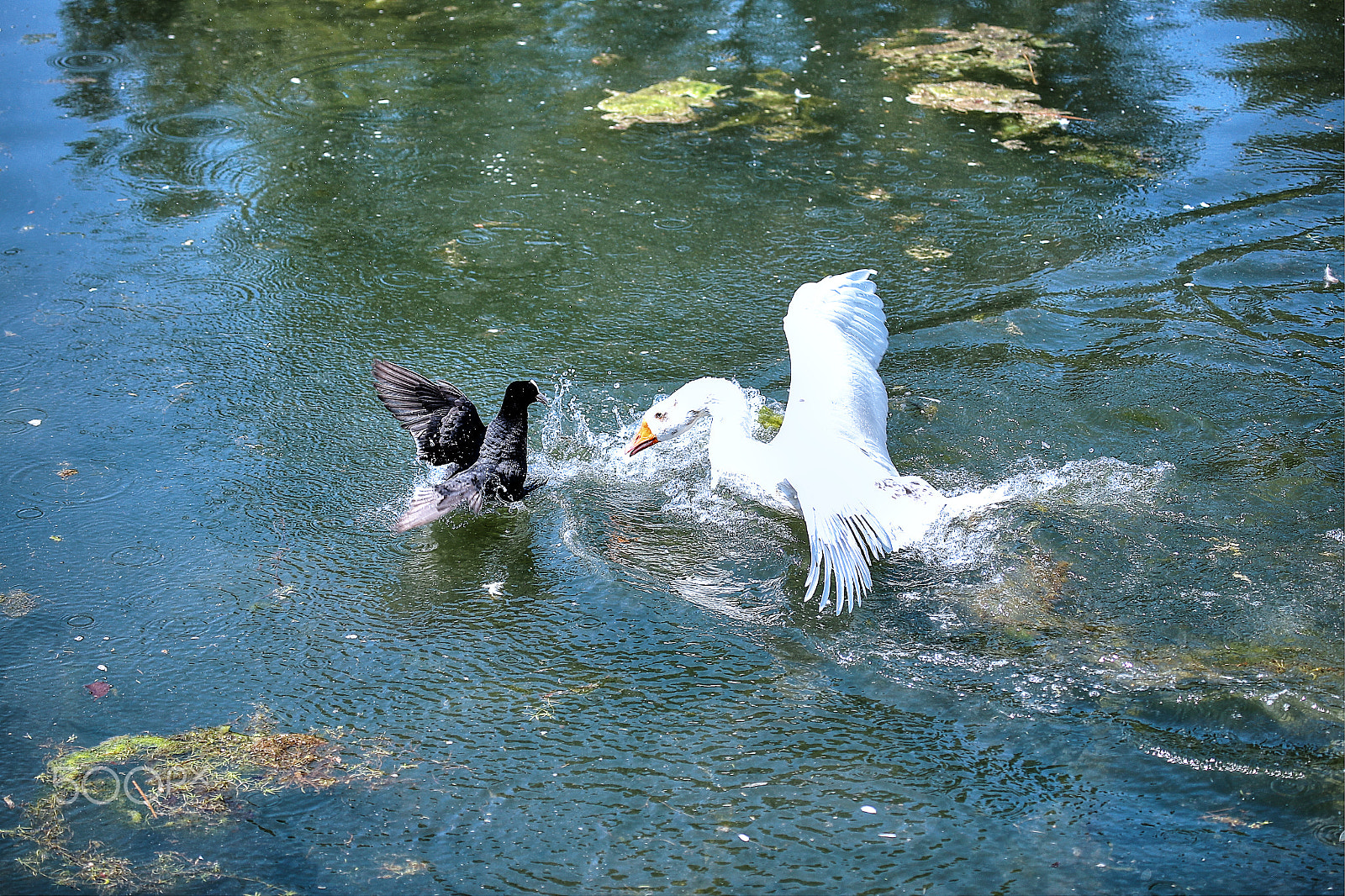 Canon EF 100-400mm F4.5-5.6L IS USM sample photo. Birds fight photography