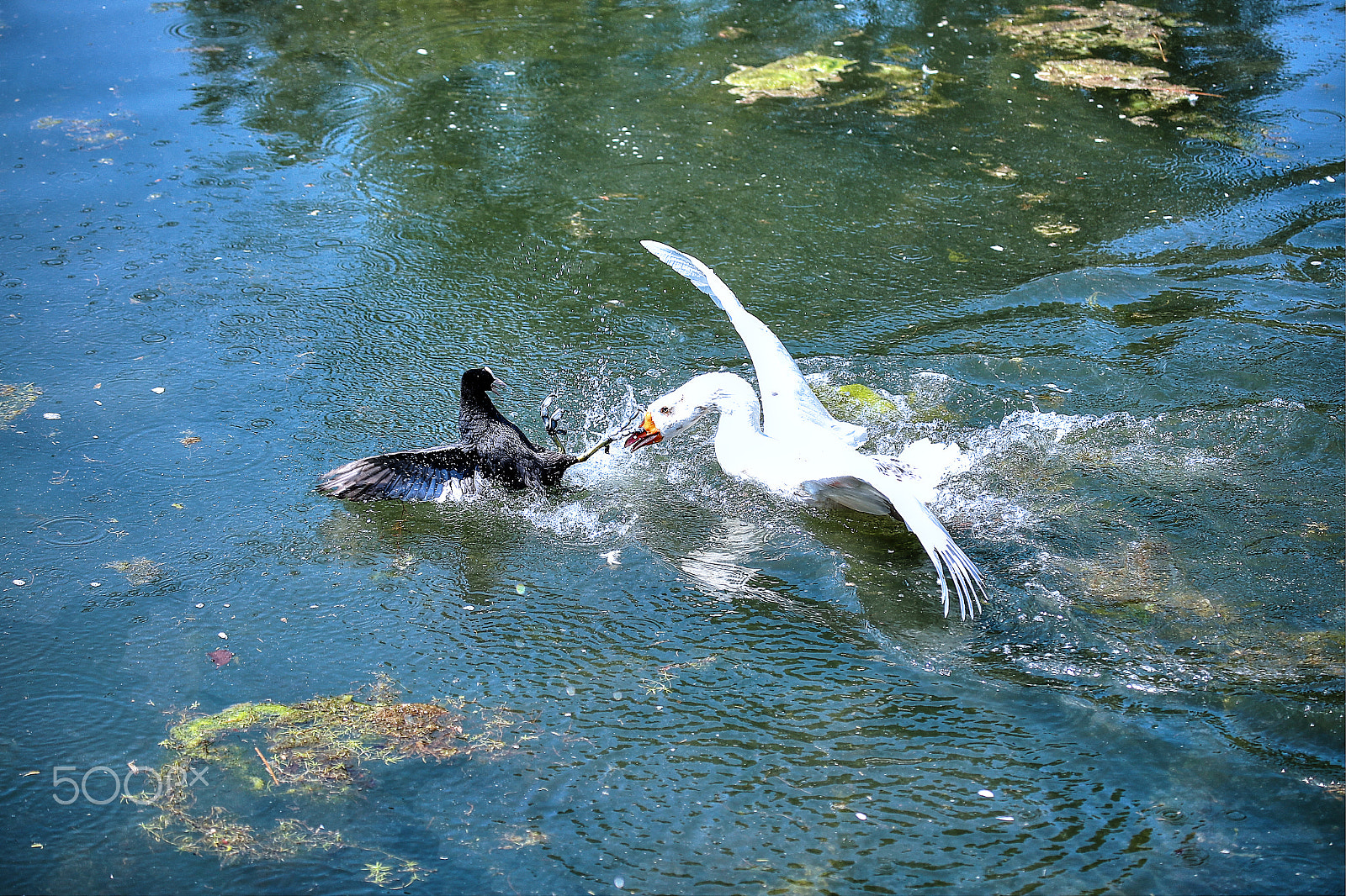 Canon EF 100-400mm F4.5-5.6L IS USM sample photo. Birds fight photography