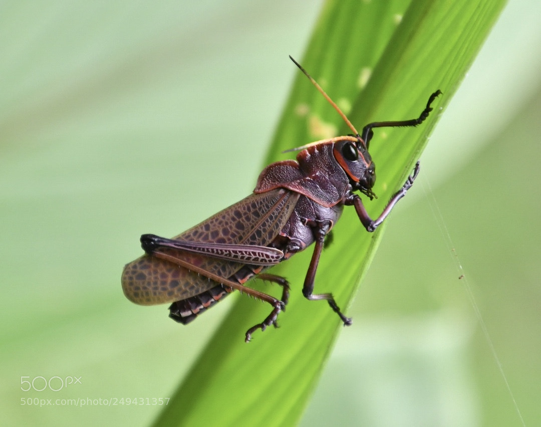 Nikon D7500 sample photo. Saltamontes photography