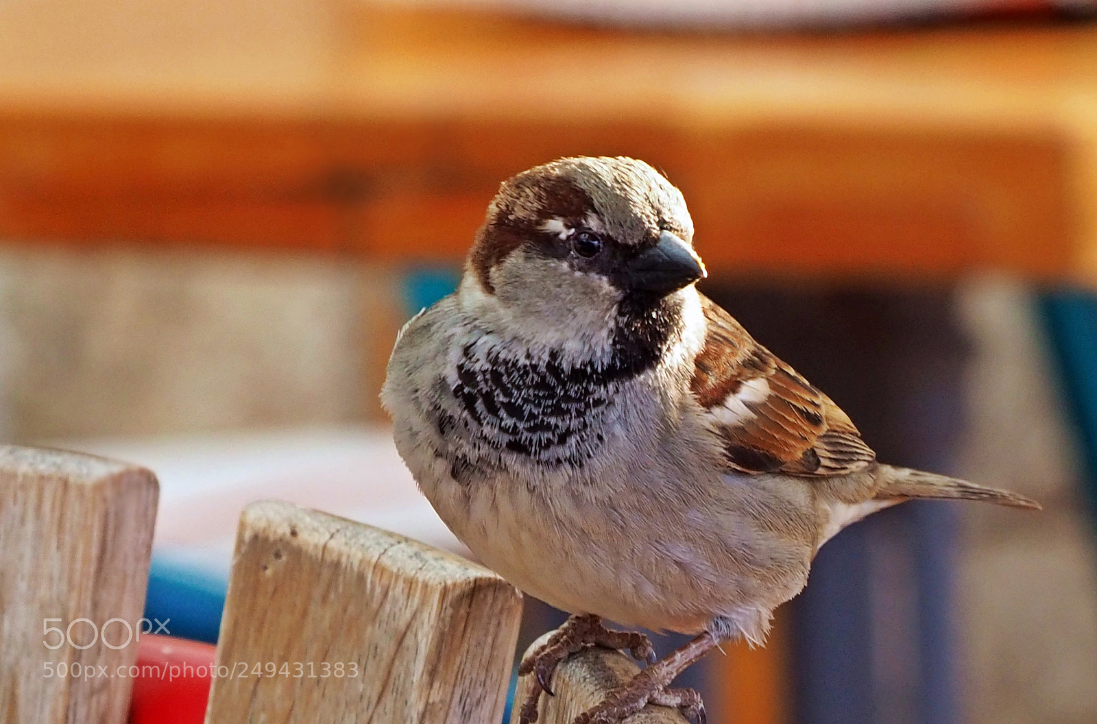 Olympus OM-D E-M10 III sample photo. Olympus digital camera photography