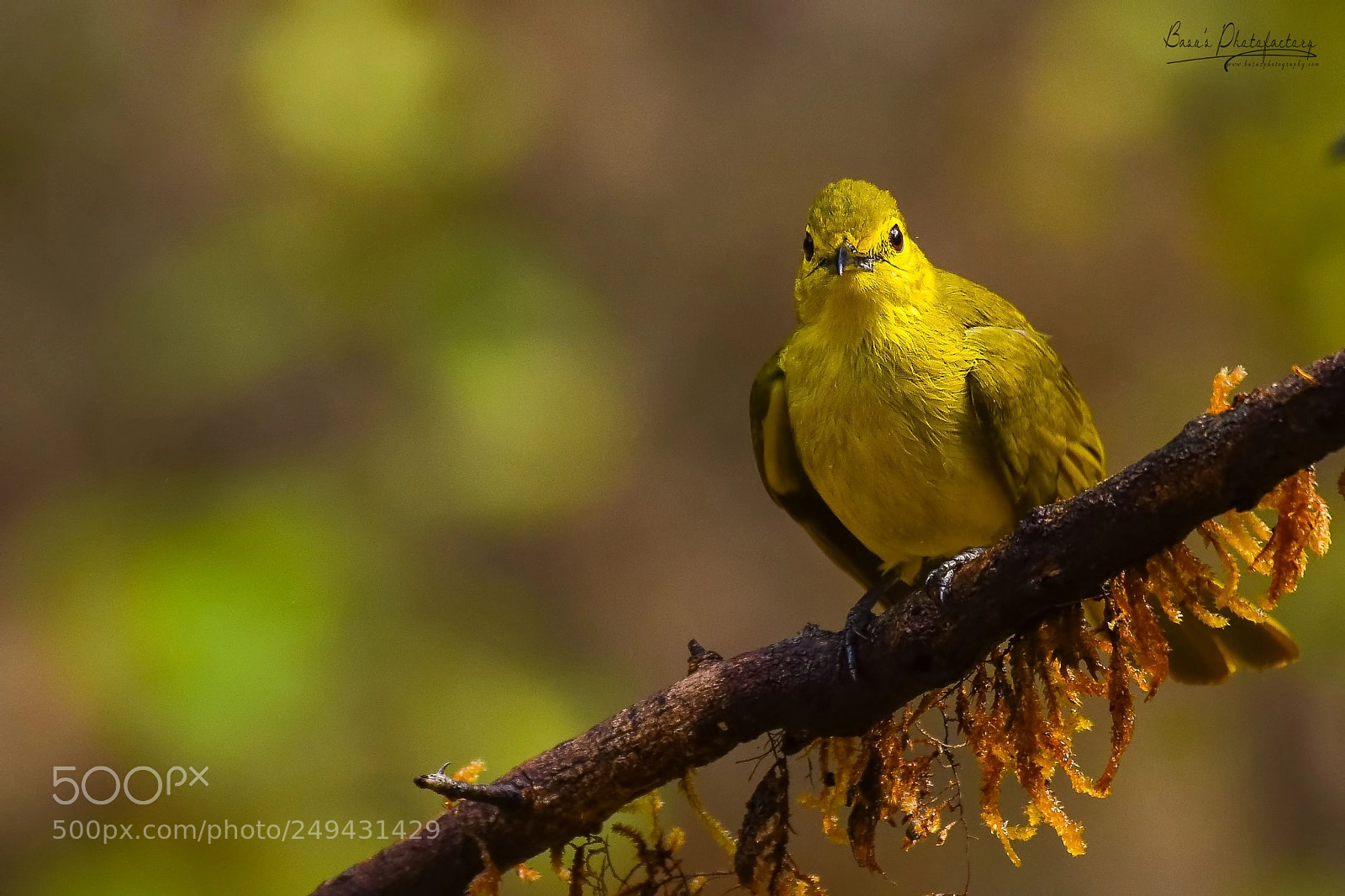 Nikon D810 sample photo. Yellow browed bulbul photography