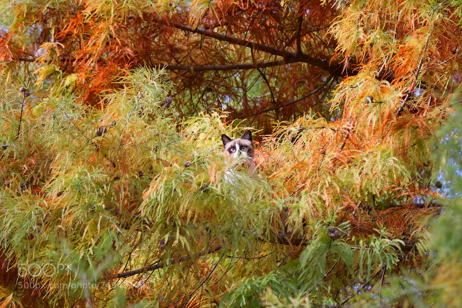 Canon EOS 7D sample photo. "find the hidden object" photography