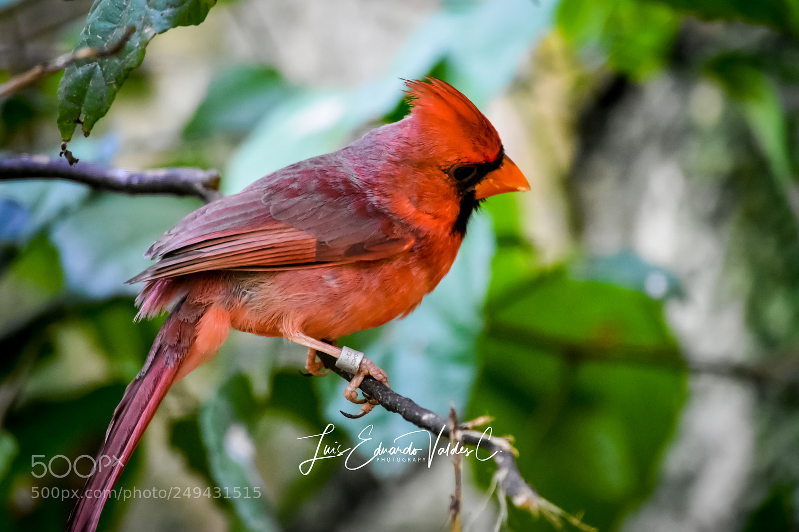 Nikon D7200 sample photo. Red bird photography