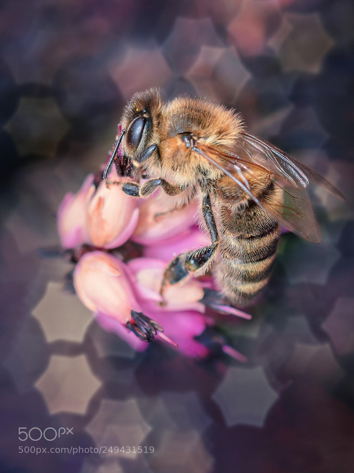 Sony a7R II sample photo. Honeybee rounded with stars photography