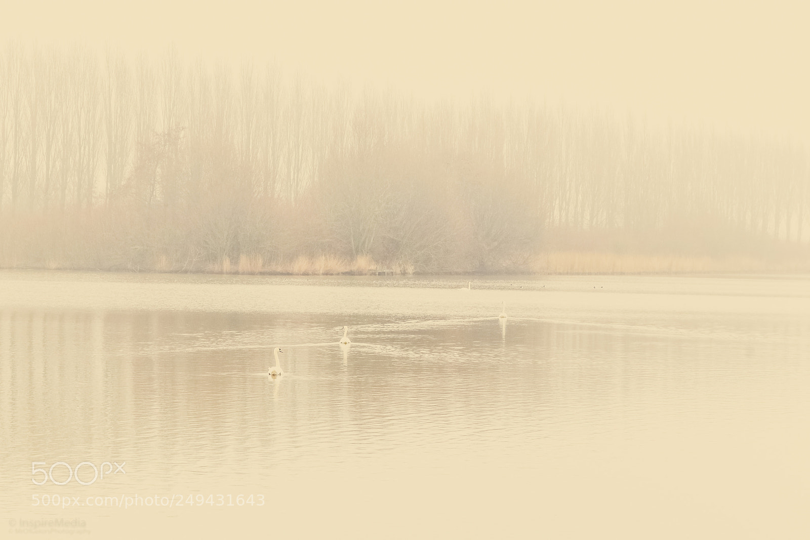 Canon EOS 80D sample photo. Silent beauties by mrofcolorsphotography photography