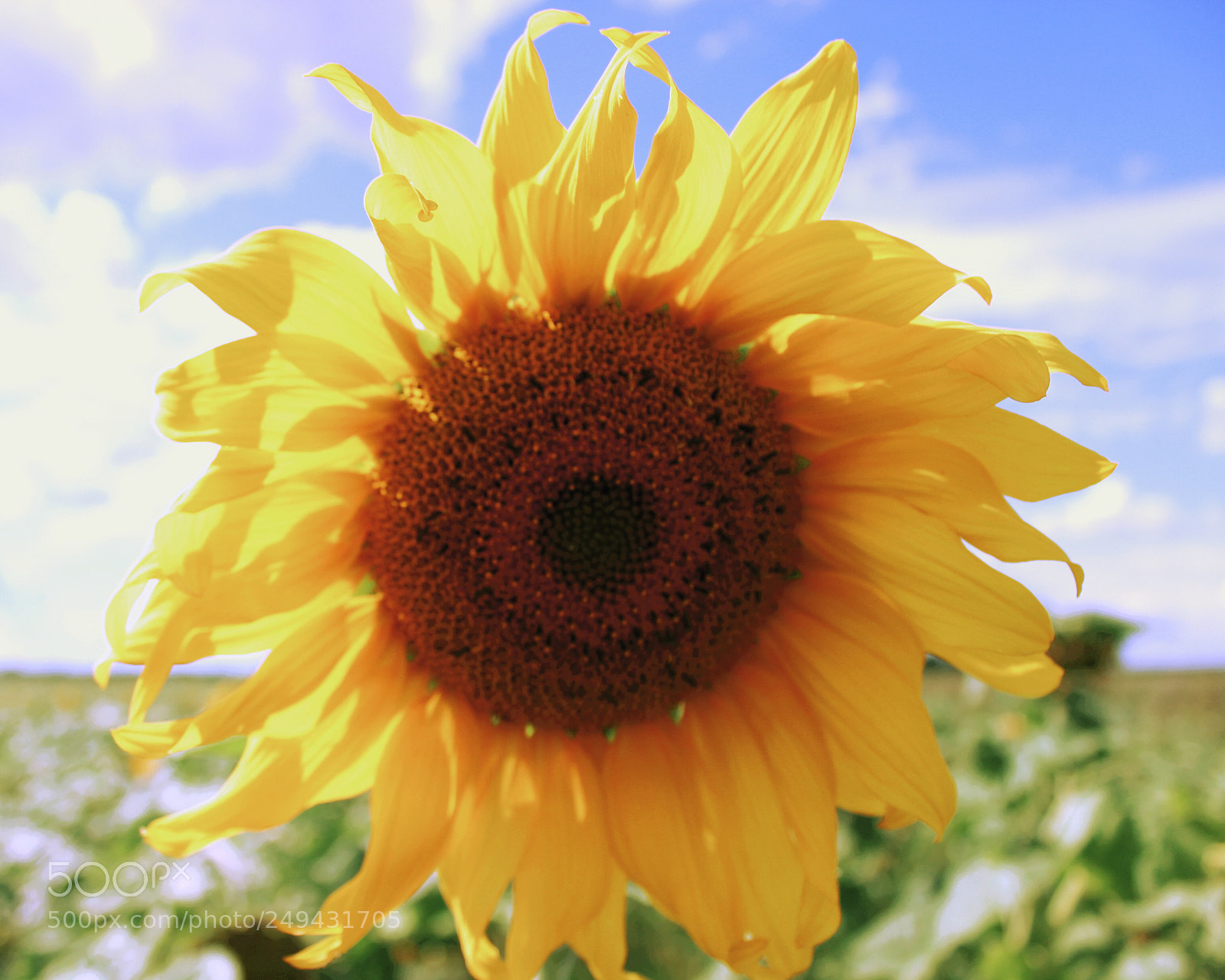 Canon EOS 600D (Rebel EOS T3i / EOS Kiss X5) sample photo. Let the summer begin photography