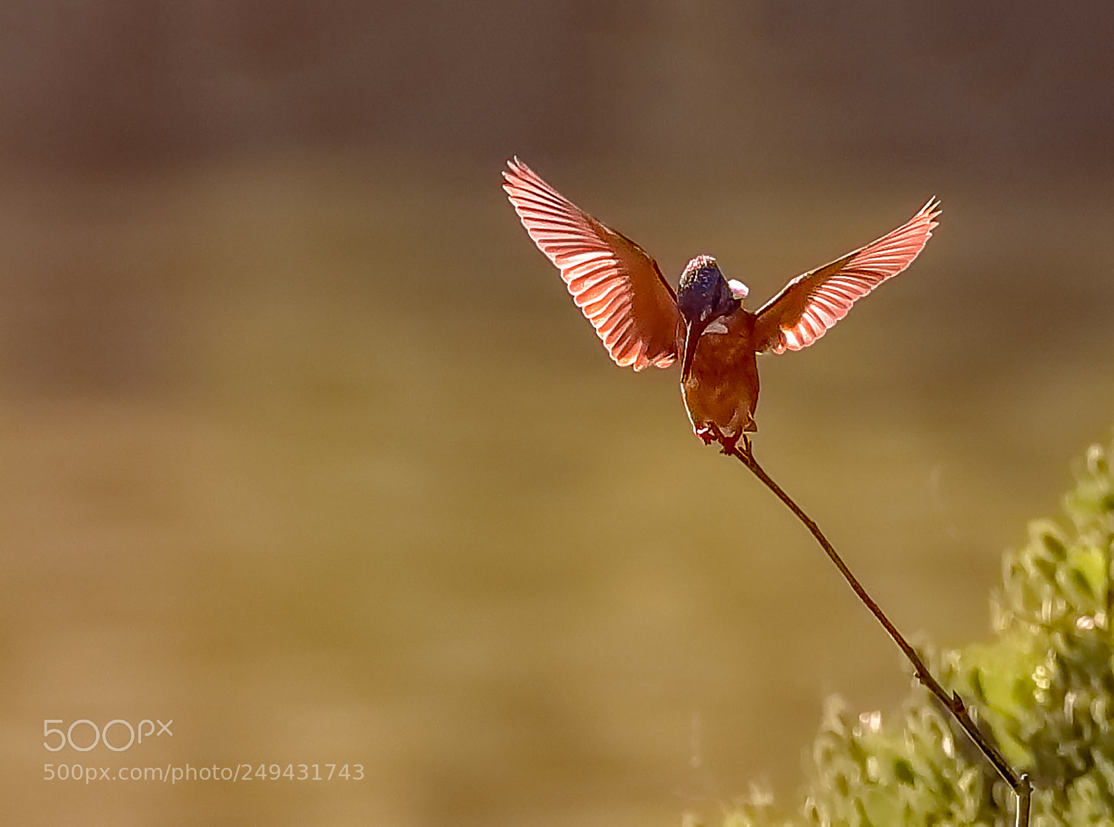 Canon EOS-1D X Mark II sample photo. Common kingfisher photography