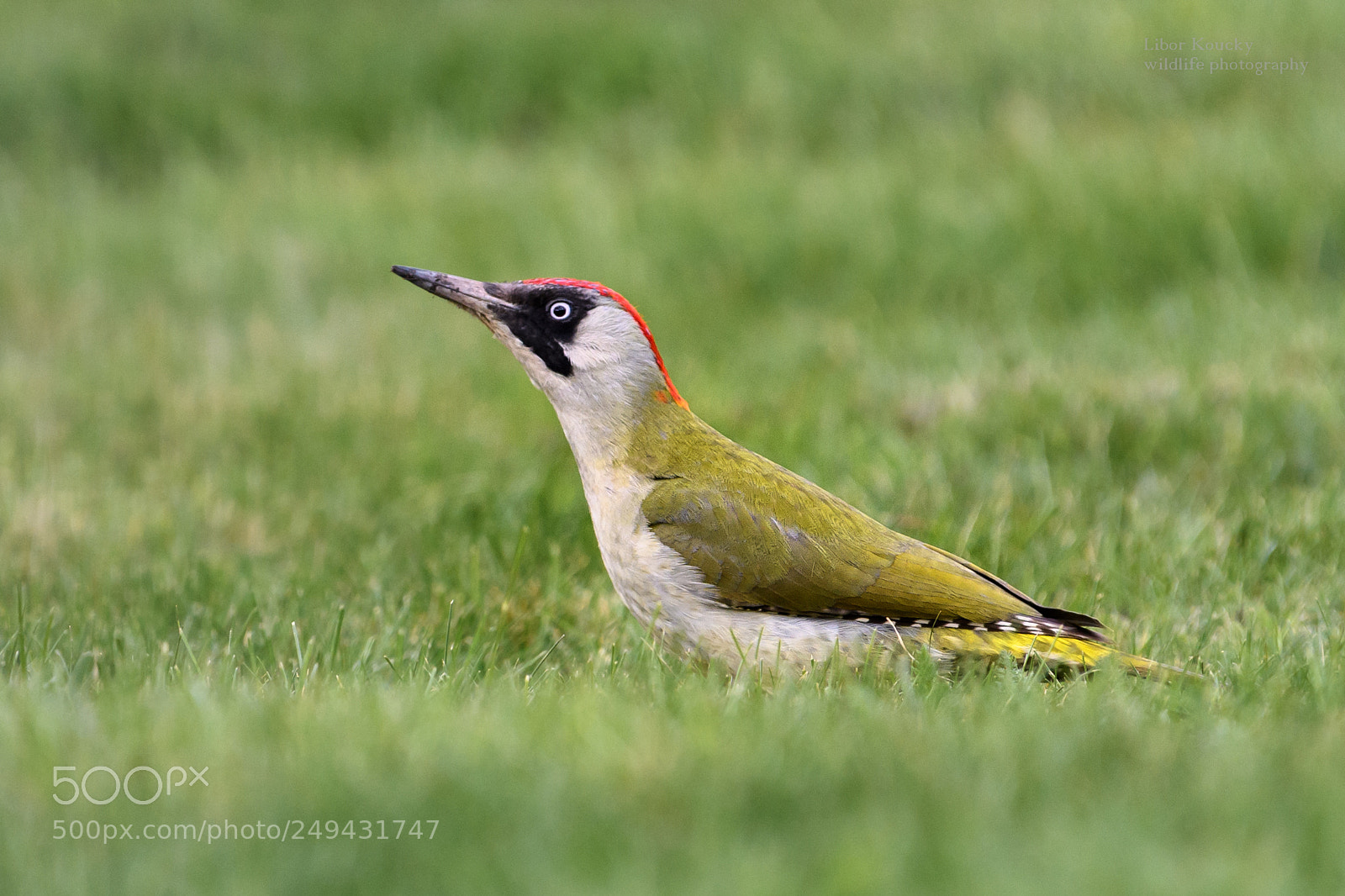 Nikon D500 sample photo. Green woodpecker (picus viridis) photography