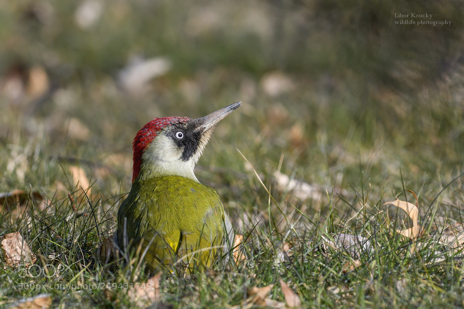 Nikon D500 sample photo. Green woodpecker (picus viridis) photography