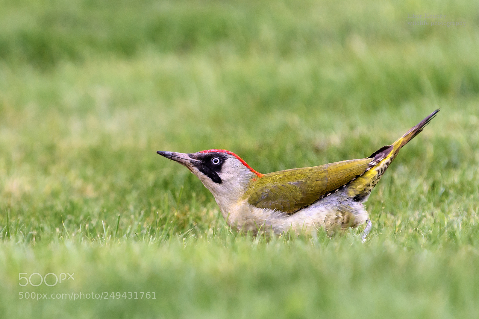 Nikon D500 sample photo. Green woodpecker (picus viridis) photography