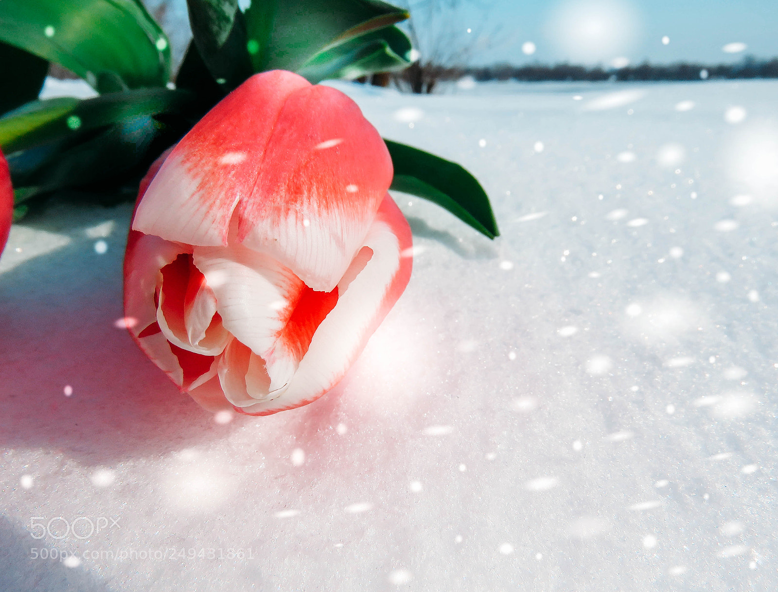 Canon PowerShot SX60 HS sample photo. Tulips in the snow photography
