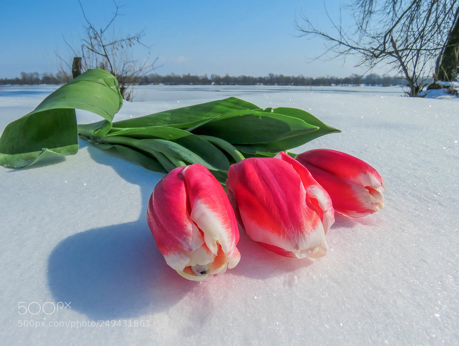 Canon PowerShot SX60 HS sample photo. Tulips in the snow photography