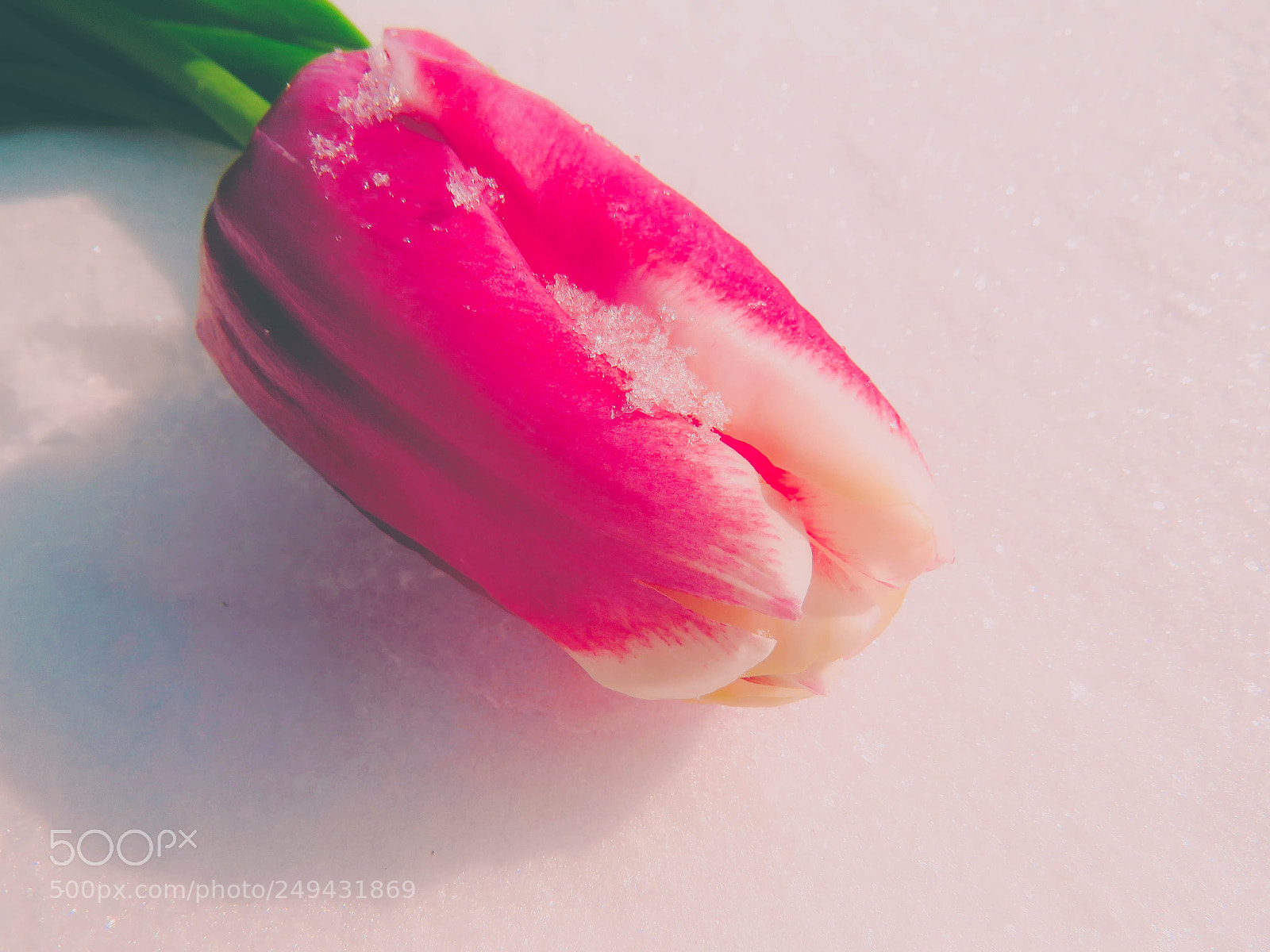 Canon PowerShot SX60 HS sample photo. Tulips in the snow photography