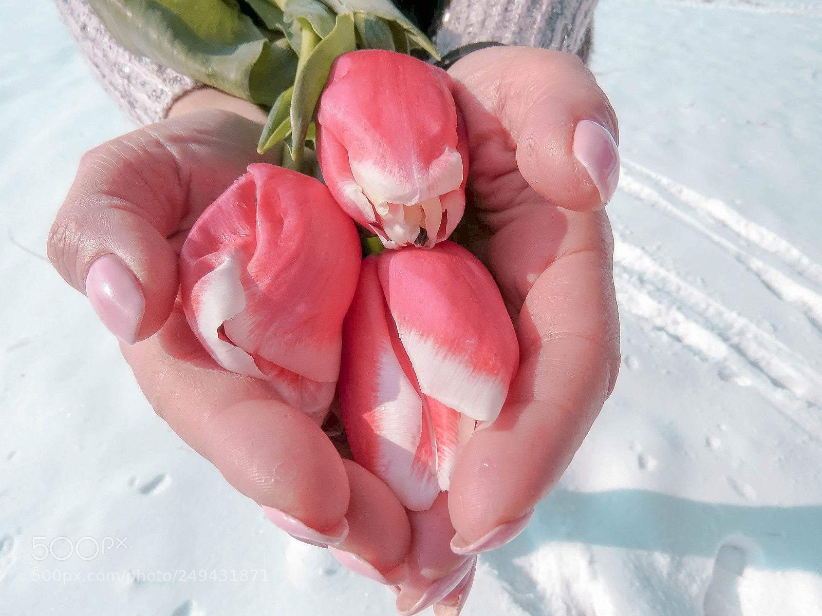 Canon PowerShot SX60 HS sample photo. Tulips in the palms photography