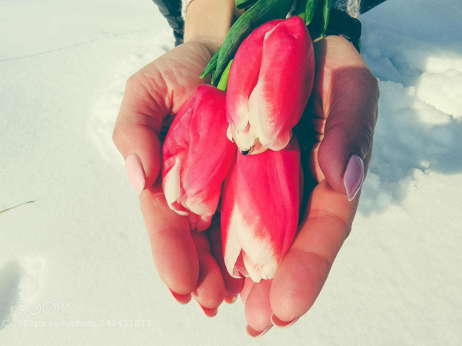 Canon PowerShot SX60 HS sample photo. Tulips in the palms photography