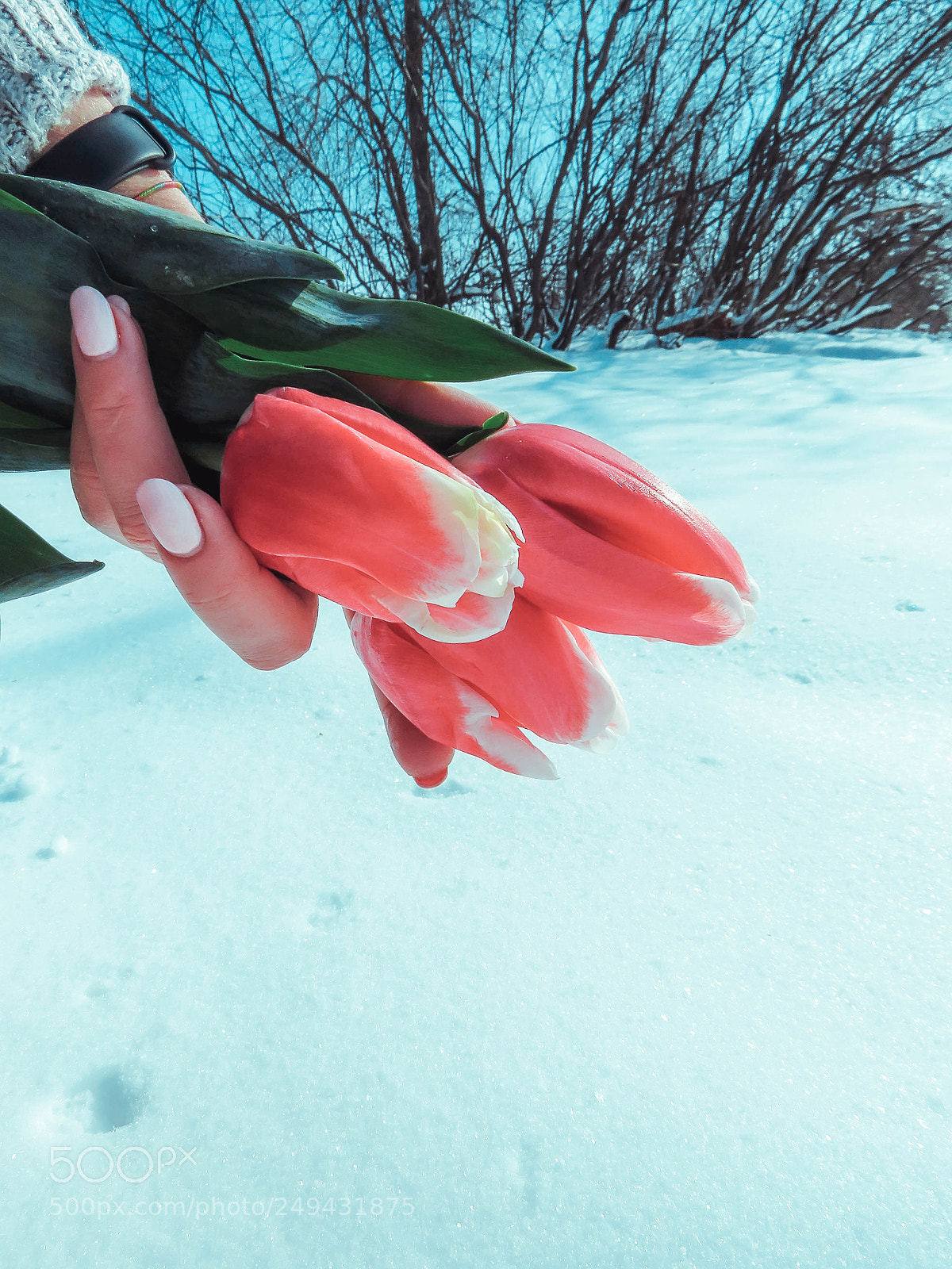 Canon PowerShot SX60 HS sample photo. Tulips in the palms photography