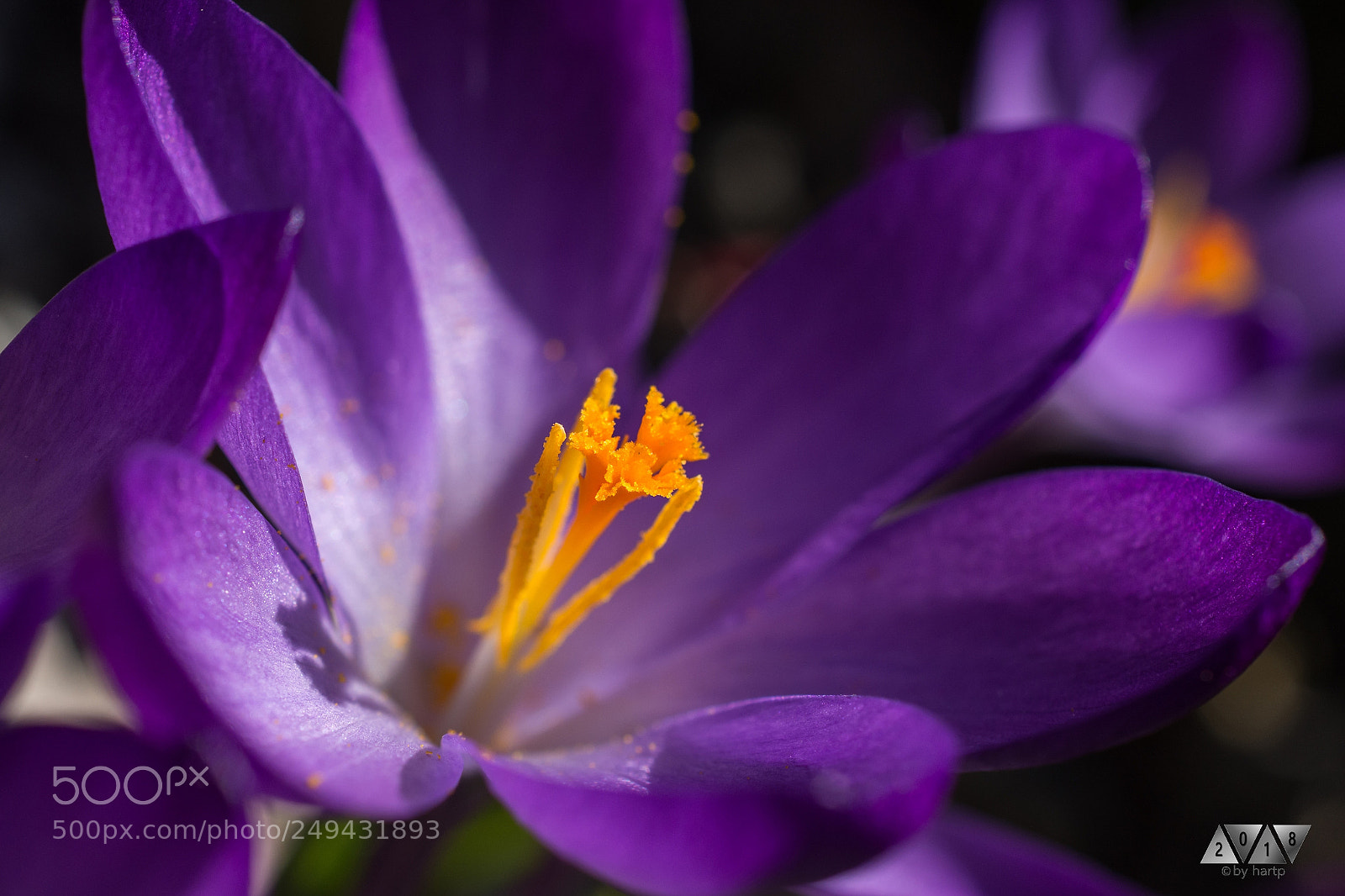 Nikon D7200 sample photo. Zarte blüten photography