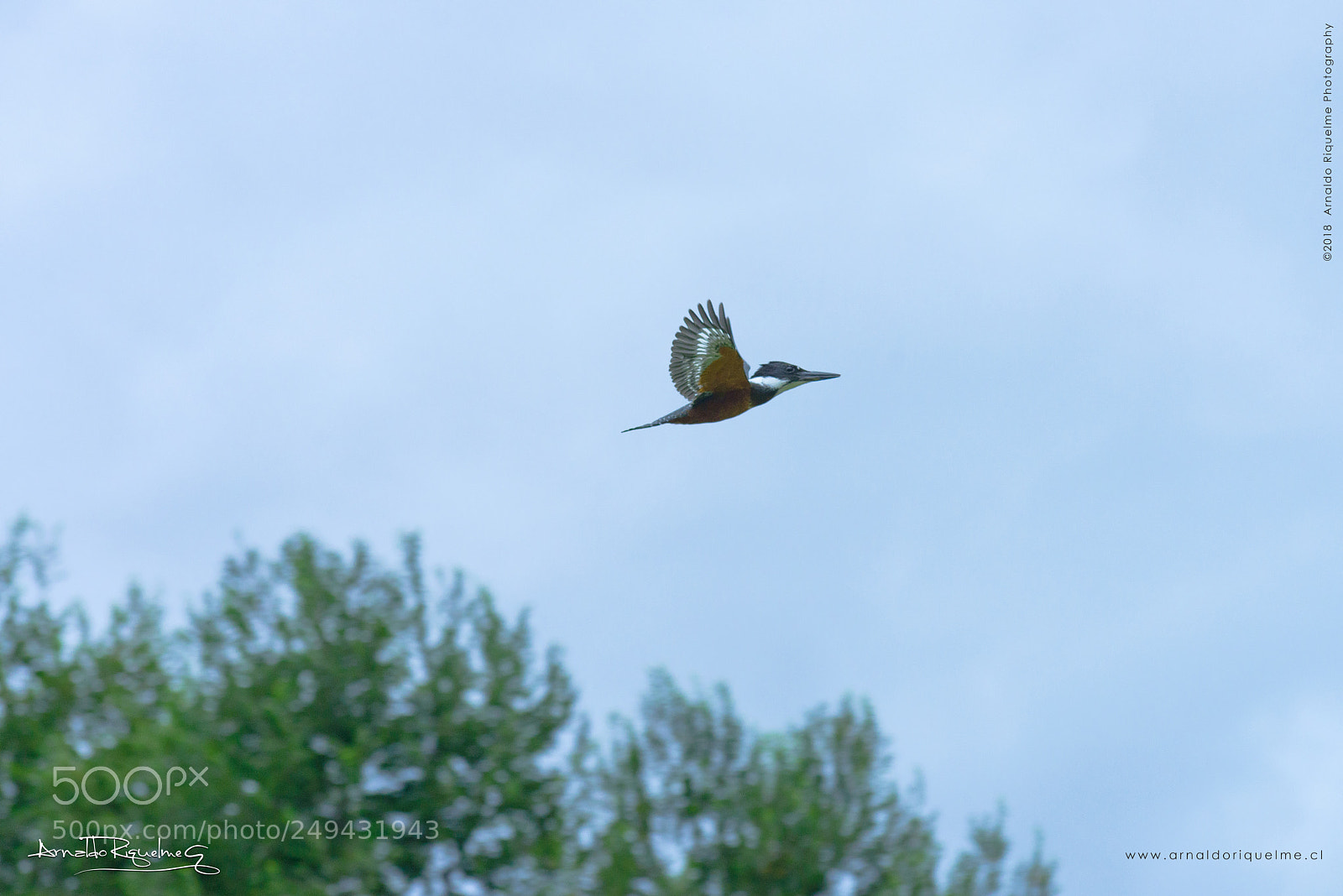 Nikon D800 sample photo. Common kingfisher mart n photography