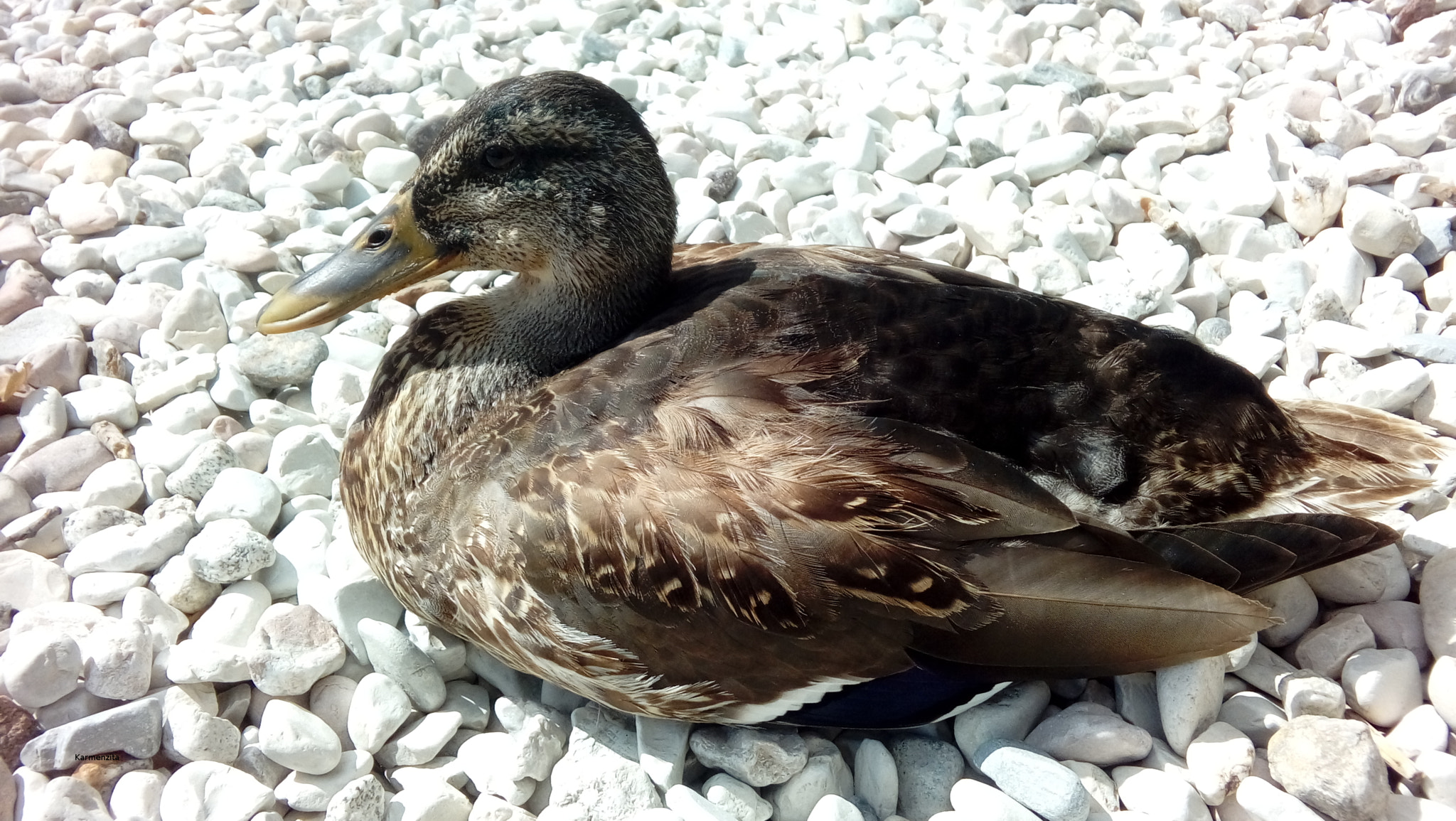 LG K350N sample photo. Paperduck at rest photography