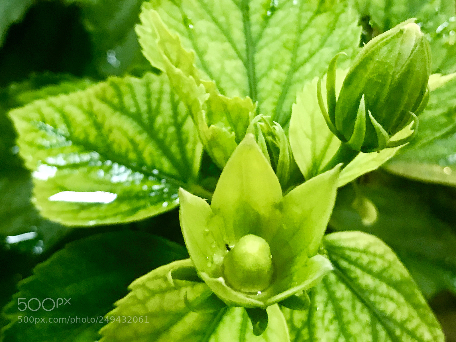 Apple iPhone 7 Plus sample photo. Green photography