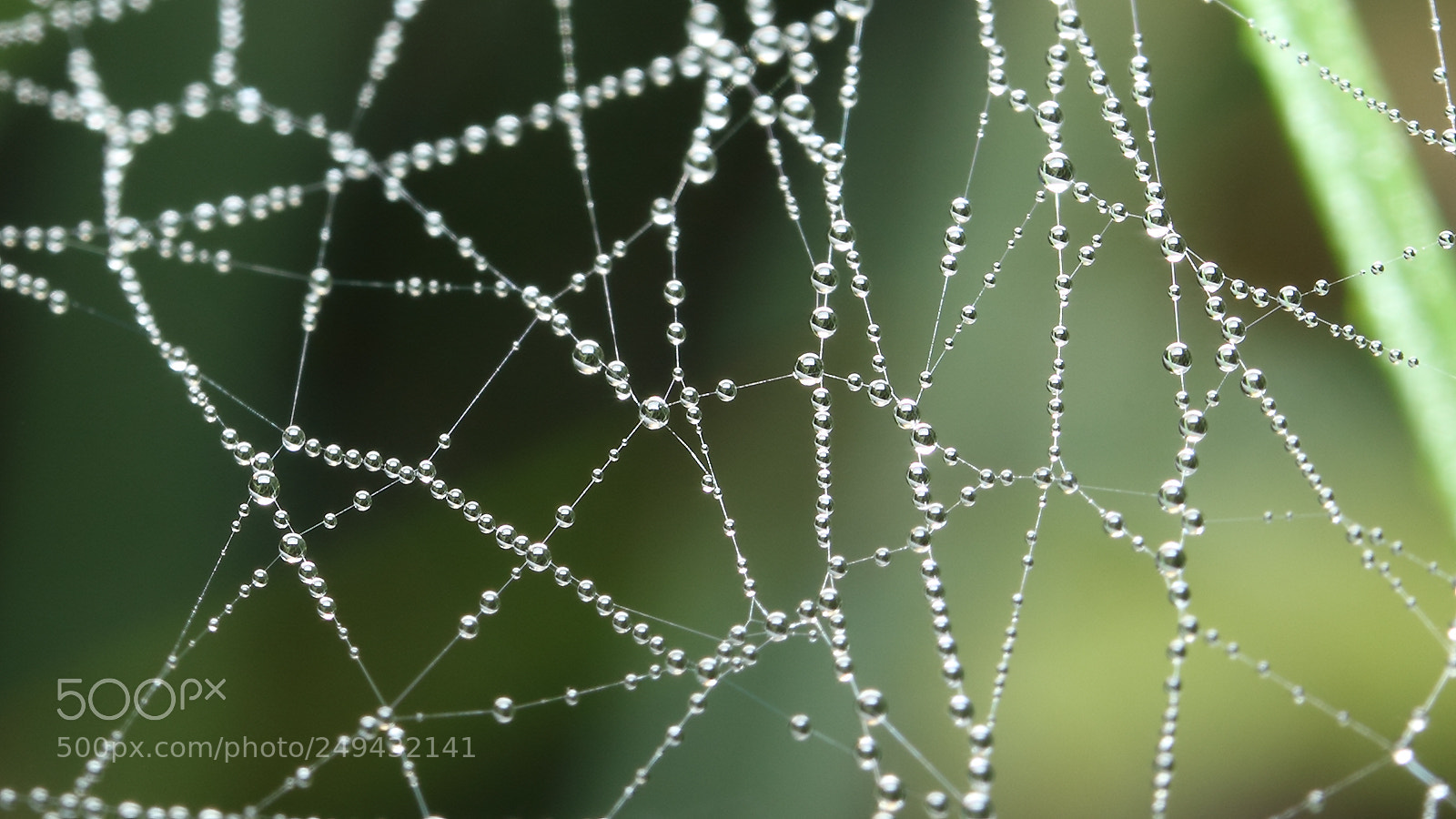 Canon EOS 550D (EOS Rebel T2i / EOS Kiss X4) sample photo. Spider web with drops photography