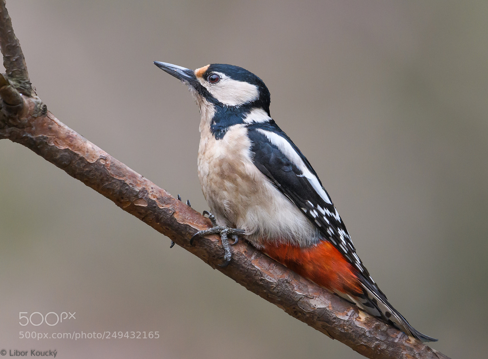 Nikon D500 sample photo. Great spotted woodpecker dendrocopos photography