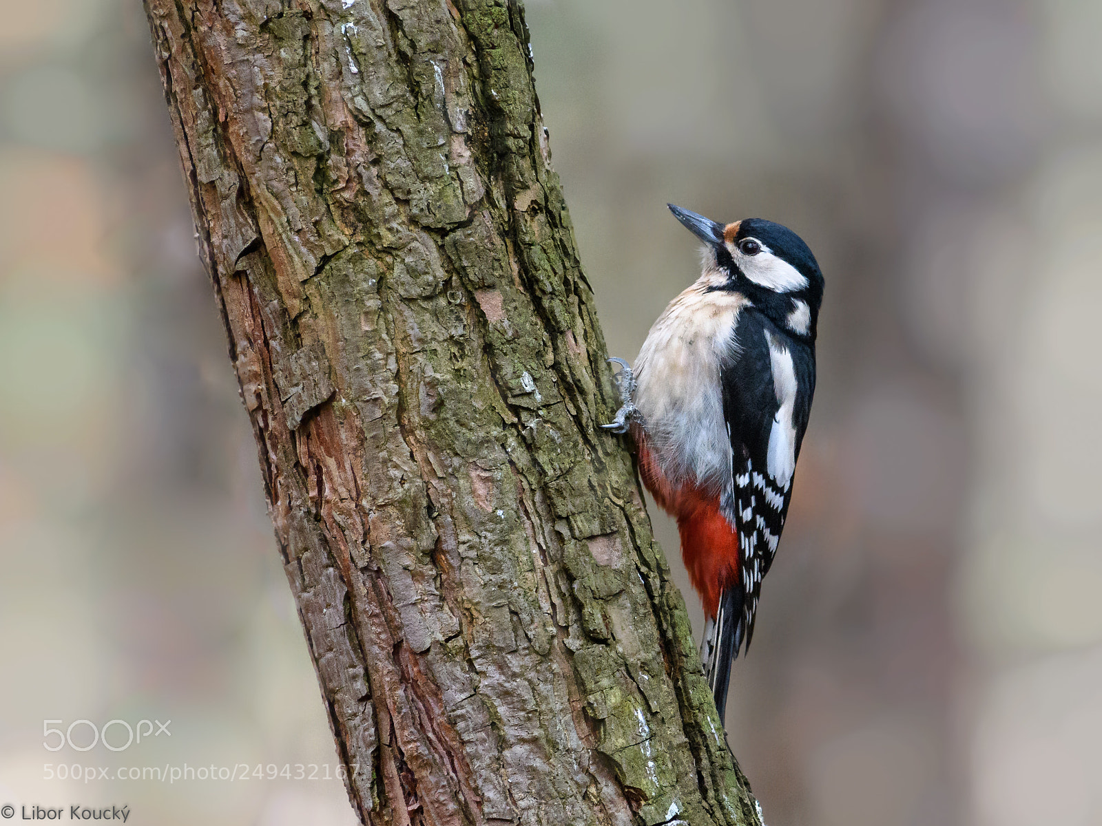 Nikon D500 sample photo. Great spotted woodpecker dendrocopos photography