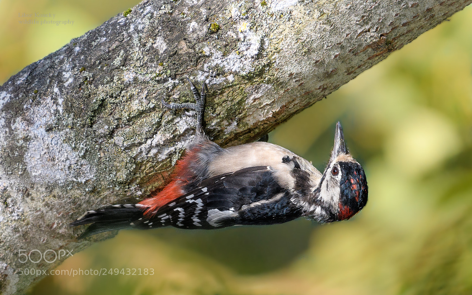 Nikon D500 sample photo. Great spotted woodpecker dendrocopos photography