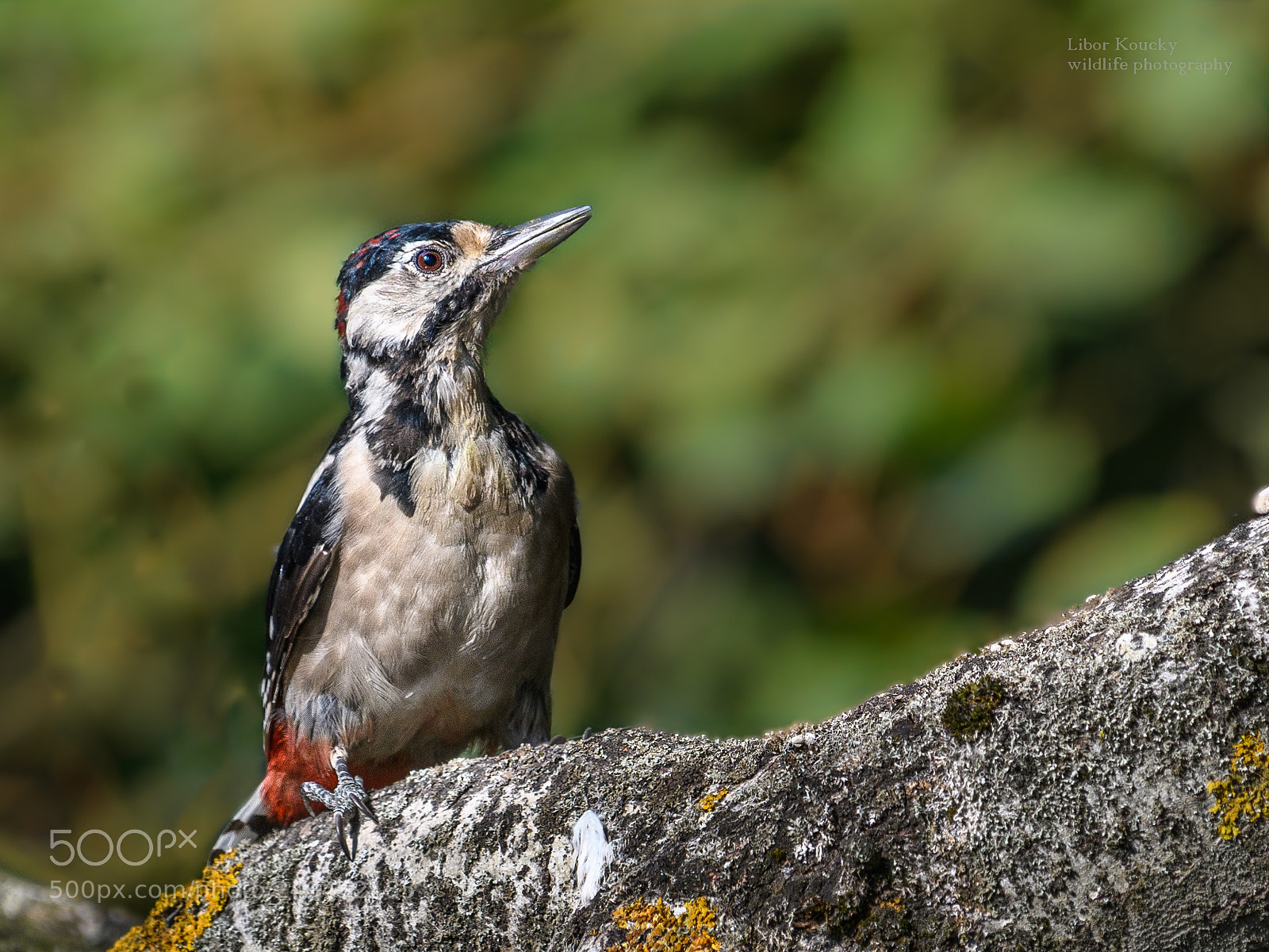 Nikon D500 sample photo. Great spotted woodpecker dendrocopos photography