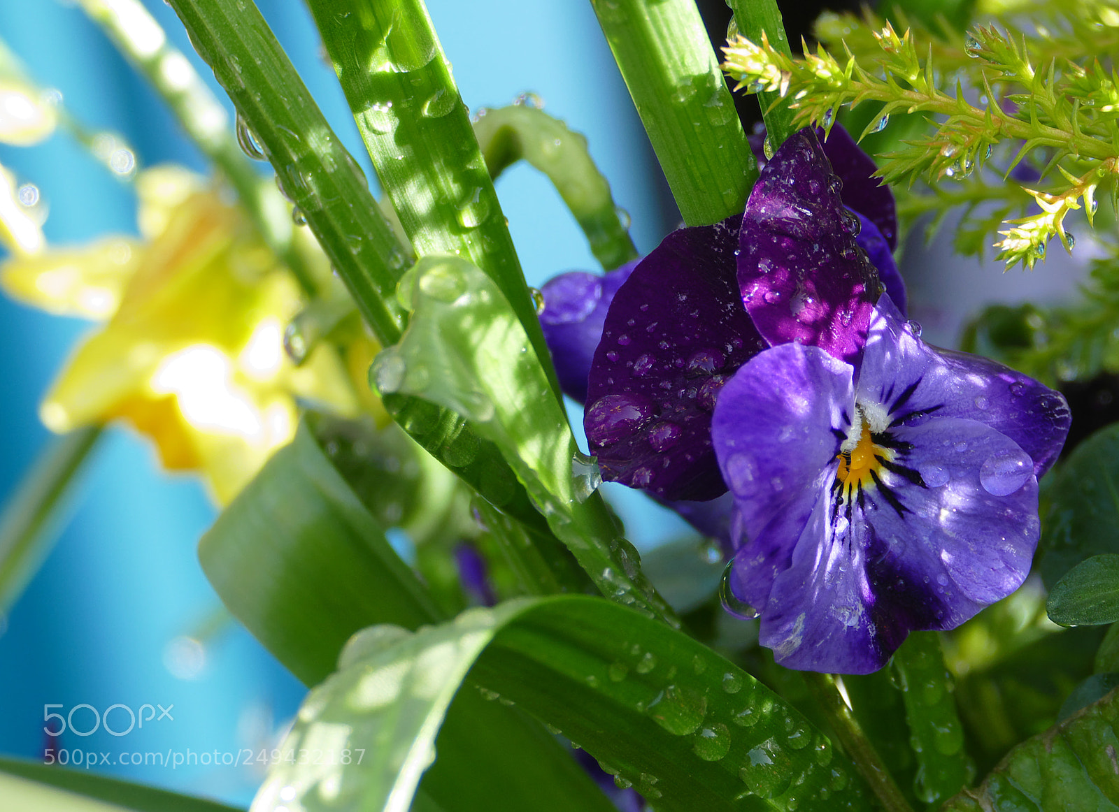 Panasonic Lumix DMC-FZ1000 sample photo. Spring flowers photography