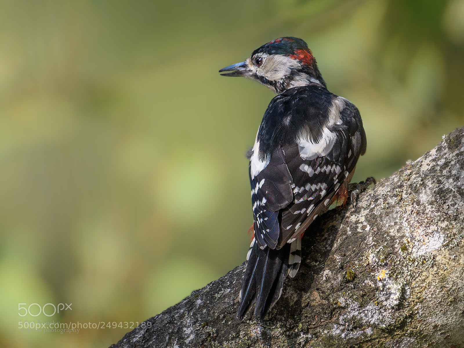 Nikon D500 sample photo. Great spotted woodpecker dendrocopos photography