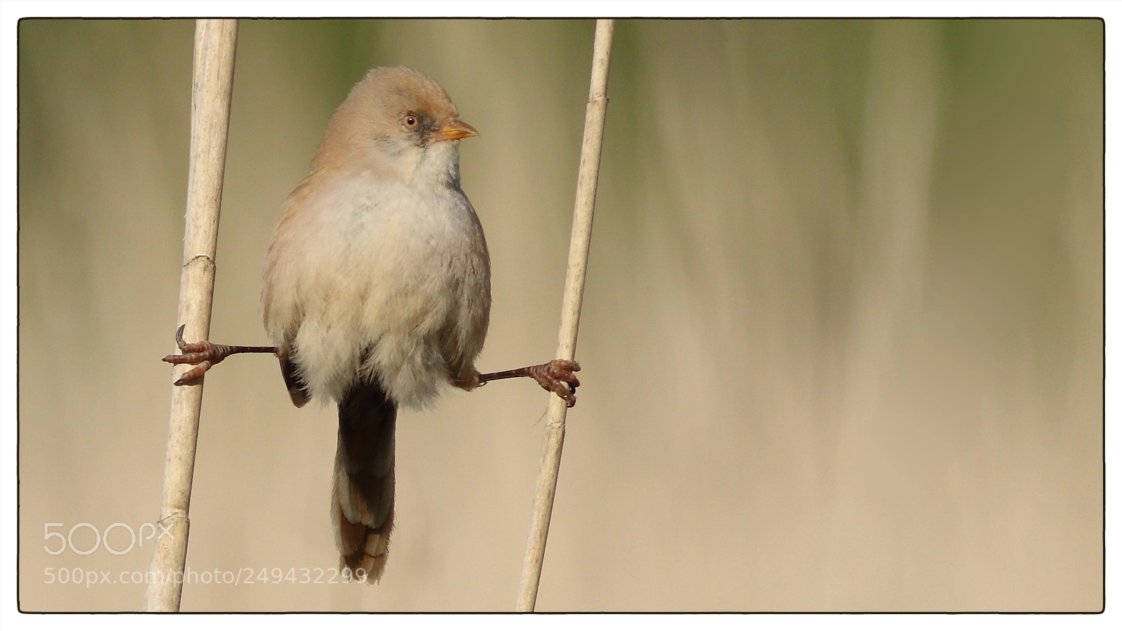 Canon EOS 70D sample photo. Bearded reedling is athletic photography