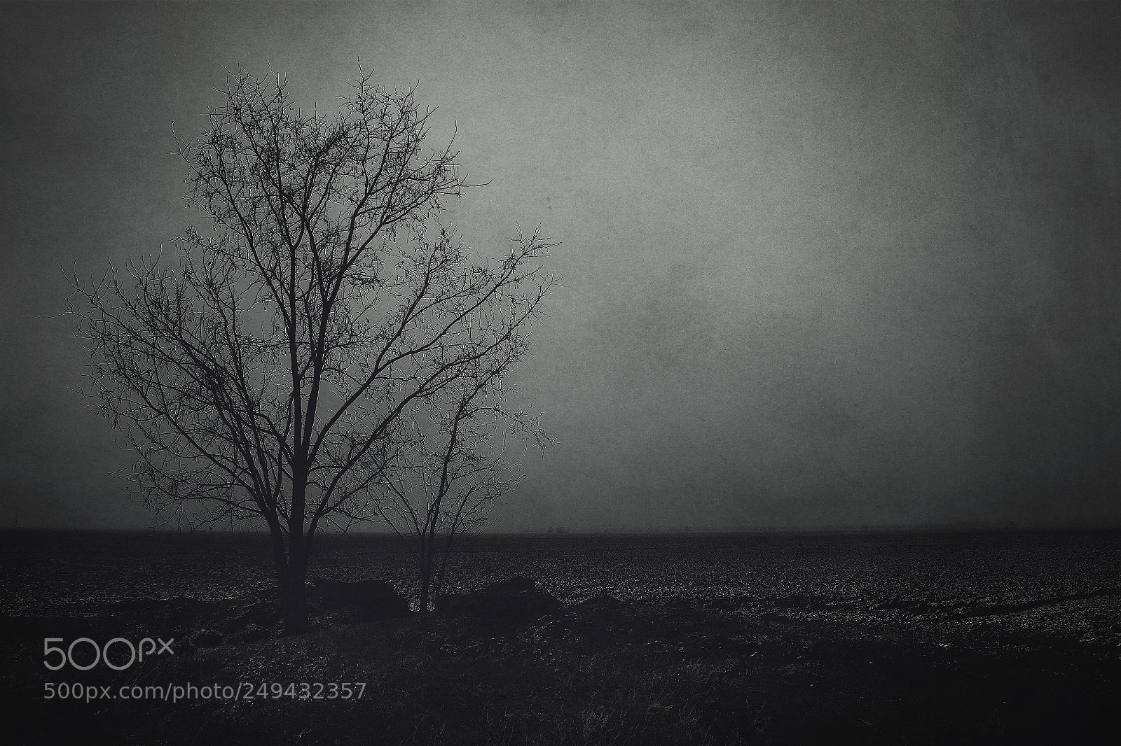 Canon EOS 60D sample photo. Lonely tree photography