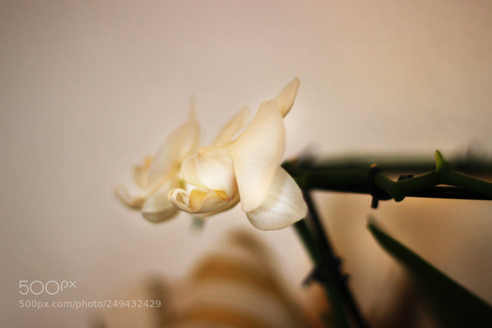 Canon EOS 600D (Rebel EOS T3i / EOS Kiss X5) sample photo. Armony photography