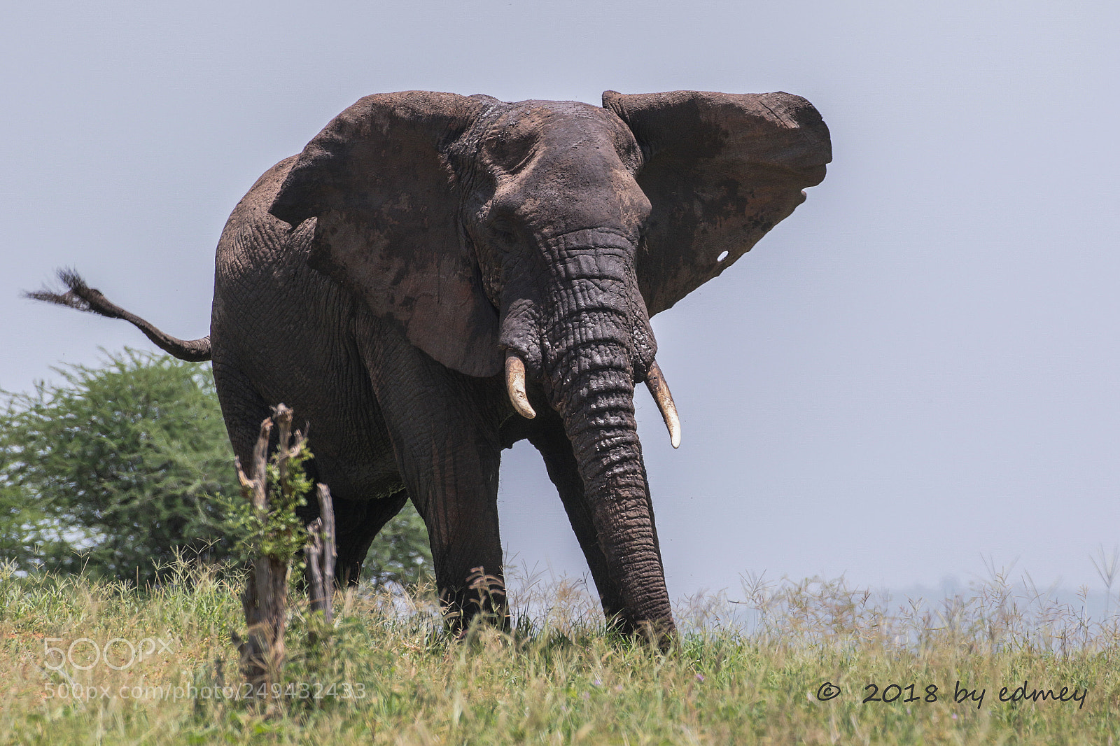 Canon EOS 7D Mark II sample photo. African bush elephant photography