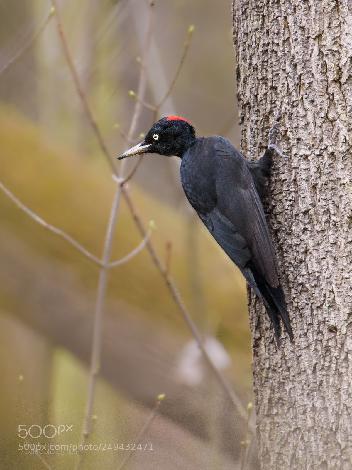 Nikon D5500 sample photo. Black woodpecker (dryocopus martius) photography