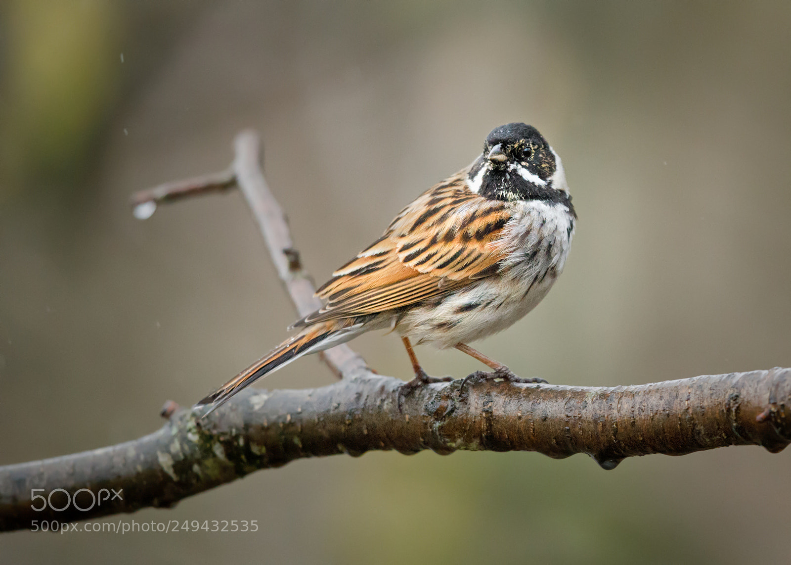 Canon EOS 5D Mark IV sample photo. Reed bunting photography